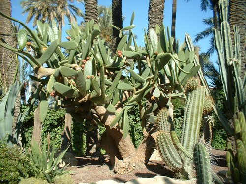 cactus (22).jpg