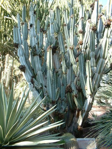 cactus 007.jpg
