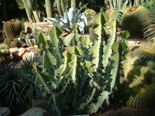 cactus 008.jpg
