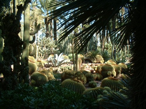 cactus 017.jpg