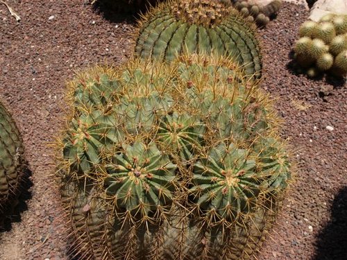 hijuelos de ferocactus.jpg