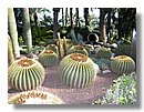 cactus (1).JPG