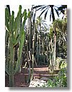 cactus (3).JPG