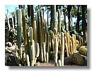 cactus 001.jpg