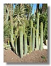 cactus 003.jpg