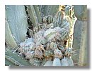 cactus 005.jpg