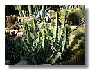 cactus 008.jpg