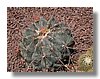 hamatocactus hamatacanthus.jpg