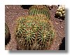 hijuelos de ferocactus.jpg