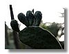 opuntia lanceolata.jpg