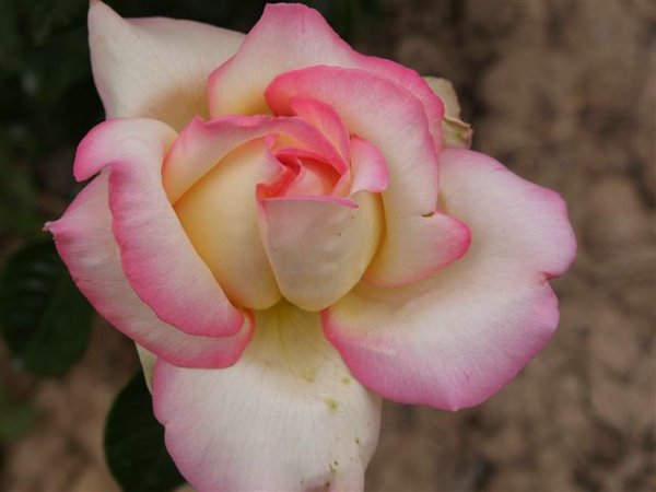 rosa 1 (3).jpg
