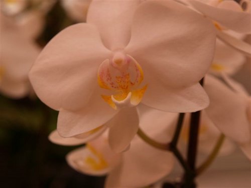 orquideas 3.jpg
