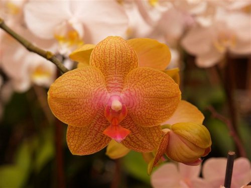 orquideas1.jpg