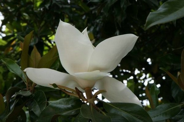 Magnolias (00).jpg