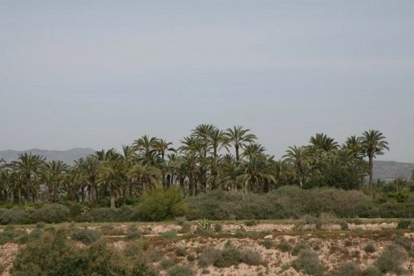 Huertos-palmeras-Elche (08).jpg