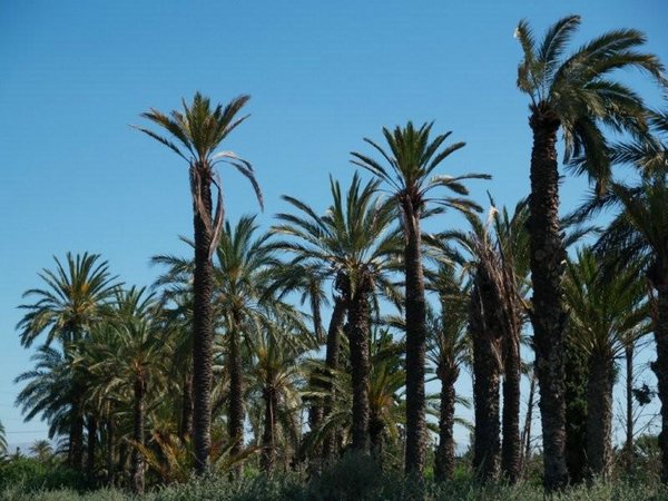 Huertos-palmeras-Elche (09).jpg