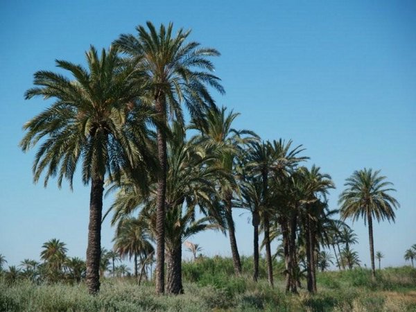 Huertos-palmeras-Elche (10).jpg