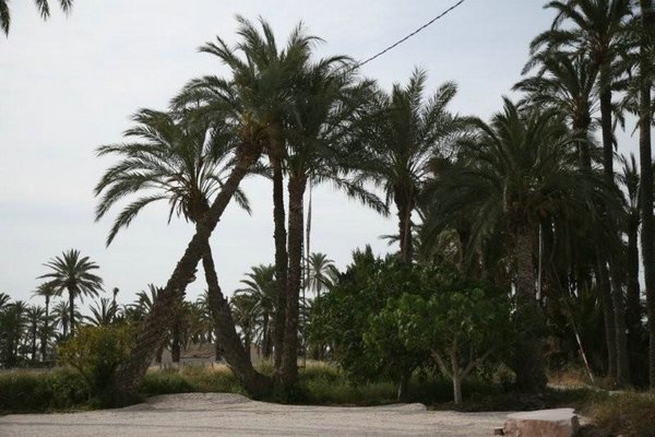 Paisajes-palmeras (11).jpg