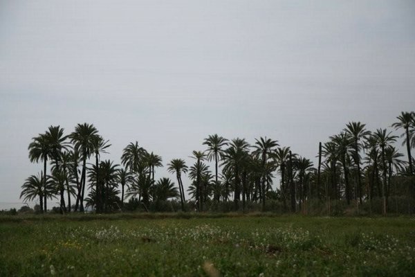Paisajes-palmeras (13).jpg