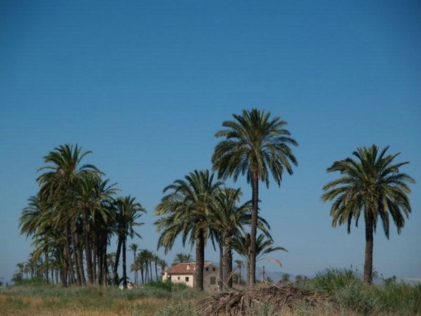 Paisajes-palmeras (15).jpg