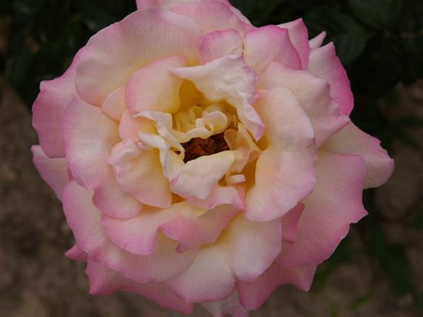 rosas (04).jpg