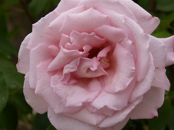 rosas (05).jpg