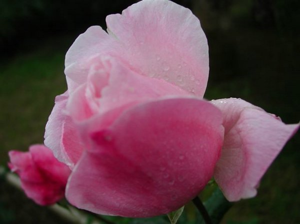 rosas (07).jpg