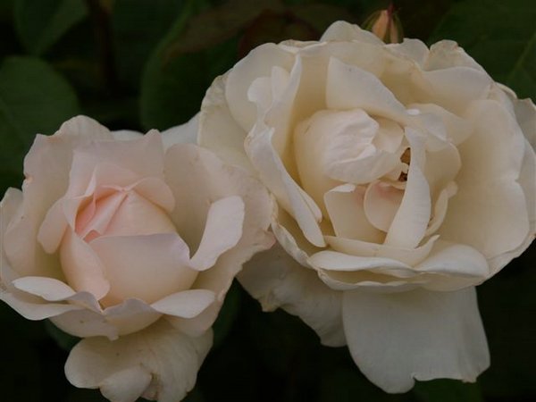 rosas (11).jpg
