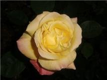 Rosas-bonitas (01).jpg