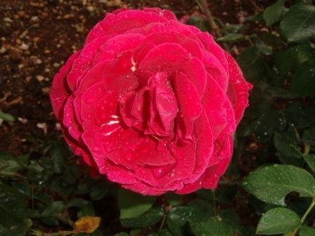 Rosas-bonitas (03).JPG