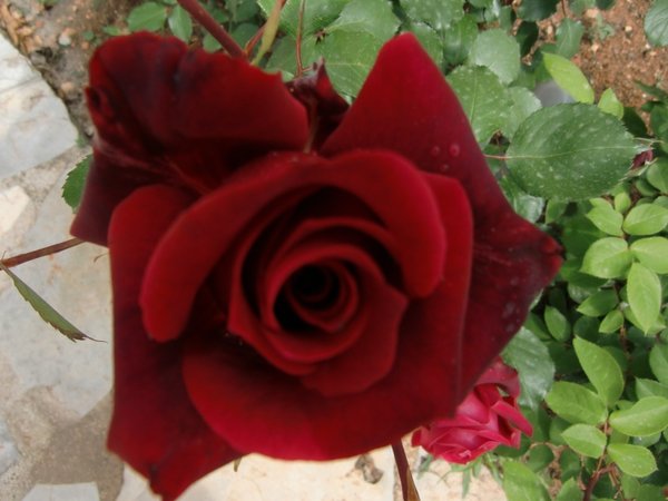 Rosas-bonitas (07).JPG