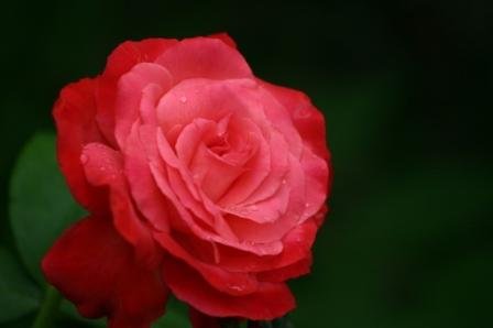 Rosas-bonitas (09).JPG