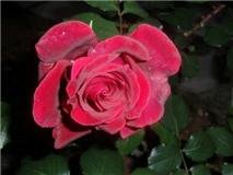 Rosas-bonitas (10).jpg