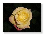 Rosas-bonitas (01).jpg